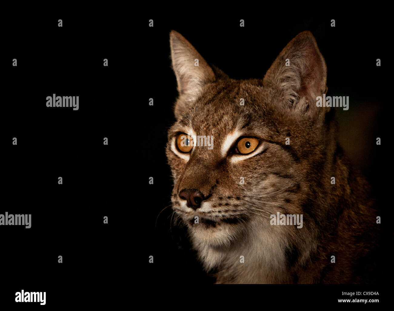 Lynx in forest hi-res stock photography and images - Alamy