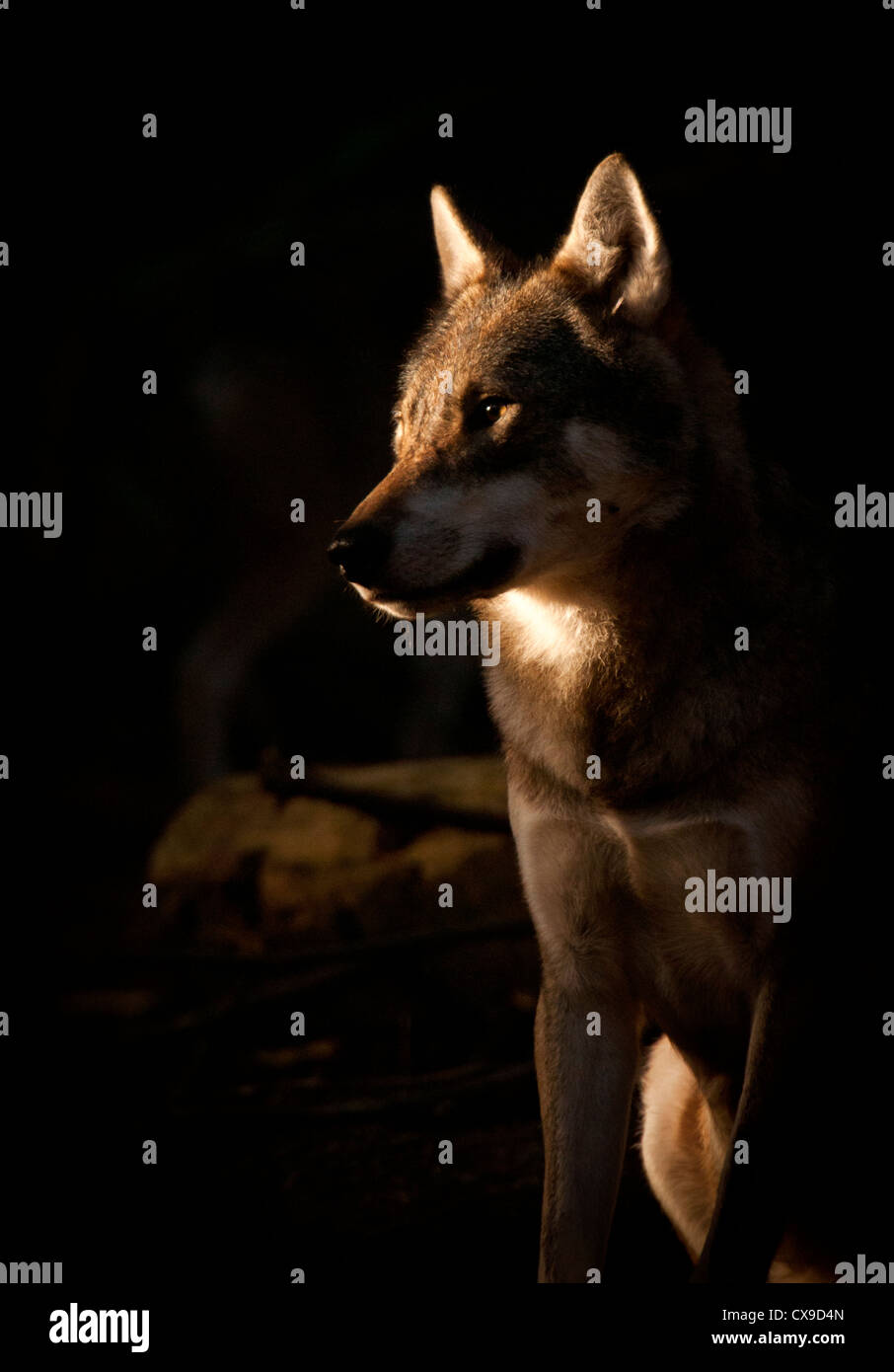 European grey wolf in forest at dawn Stock Photo
