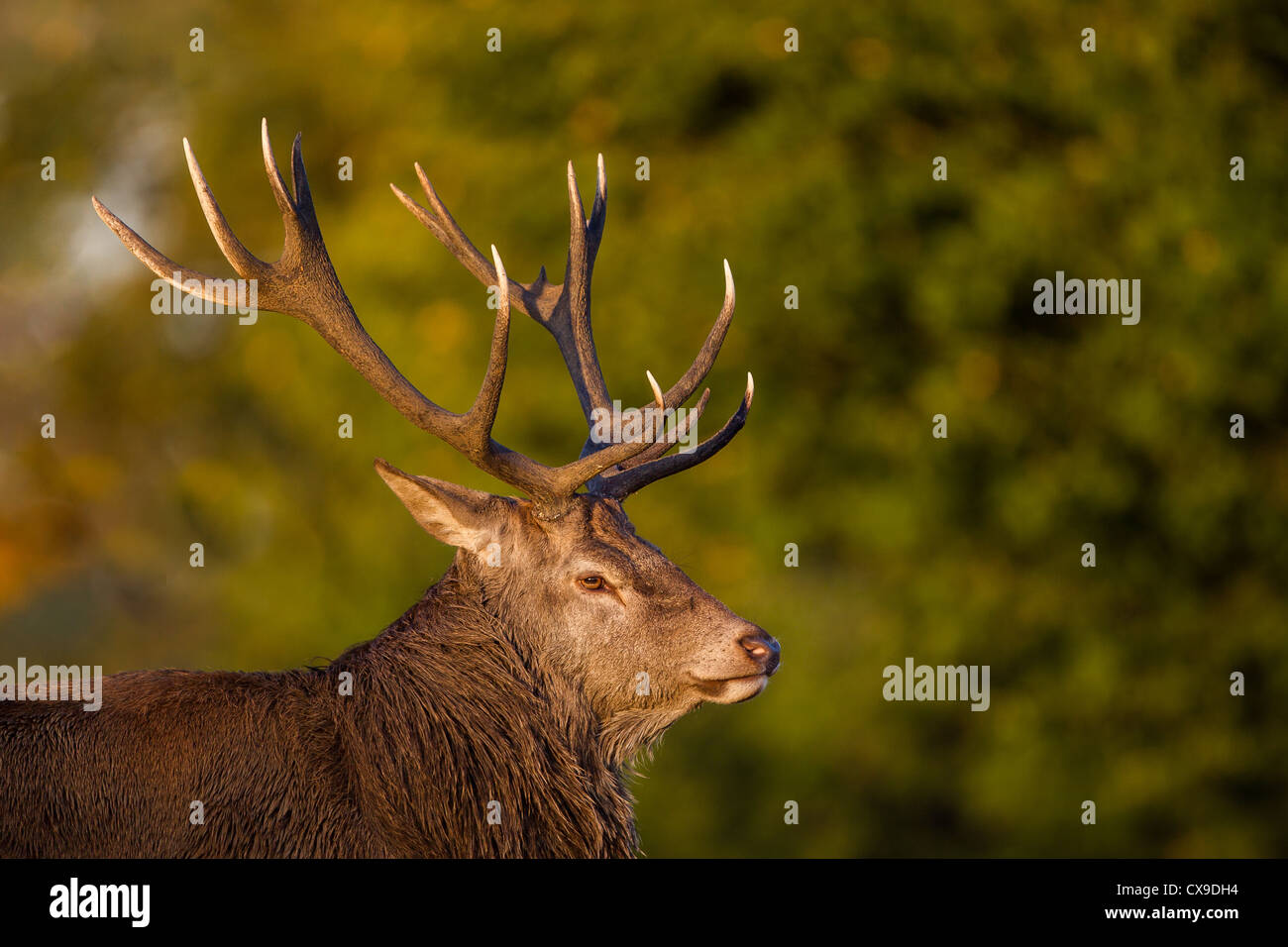 Red deer stag roaring loudy during the autumn rutting season where males compete for the attentions of females for mating rights Stock Photo