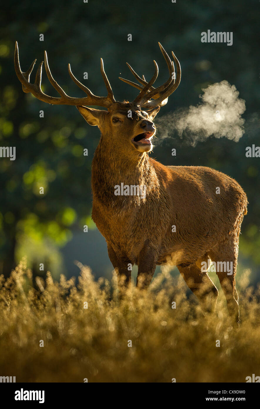Red deer stag roaring loudy during the autumn rutting season where males compete for the attentions of females for mating rights Stock Photo