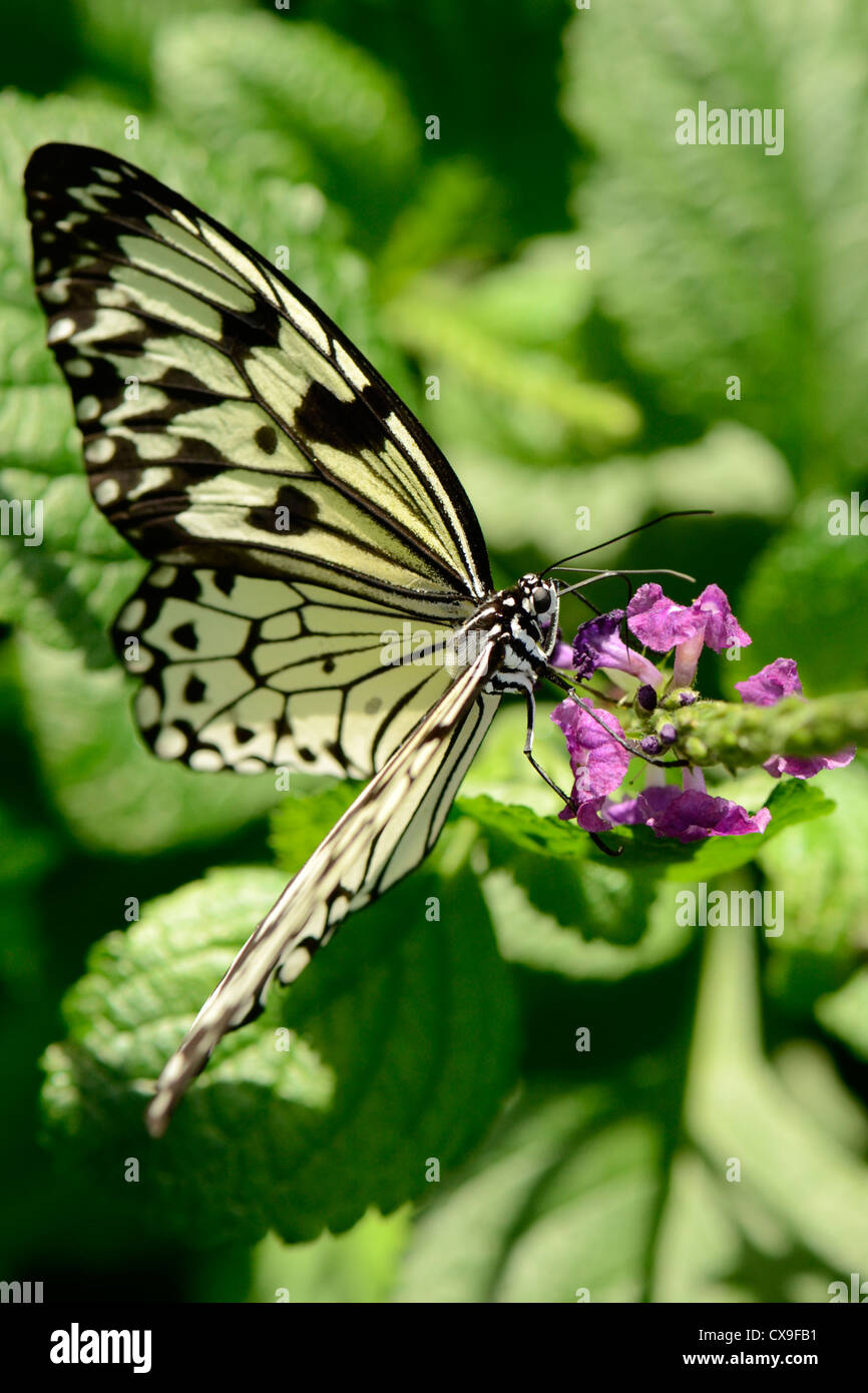 butterfly, flower Stock Photo