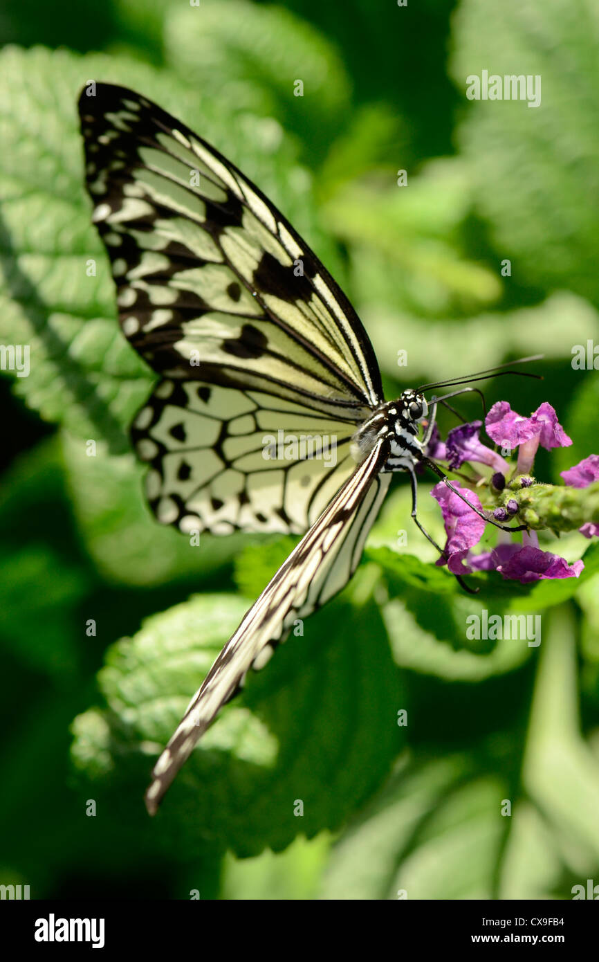 butterfly, flower Stock Photo
