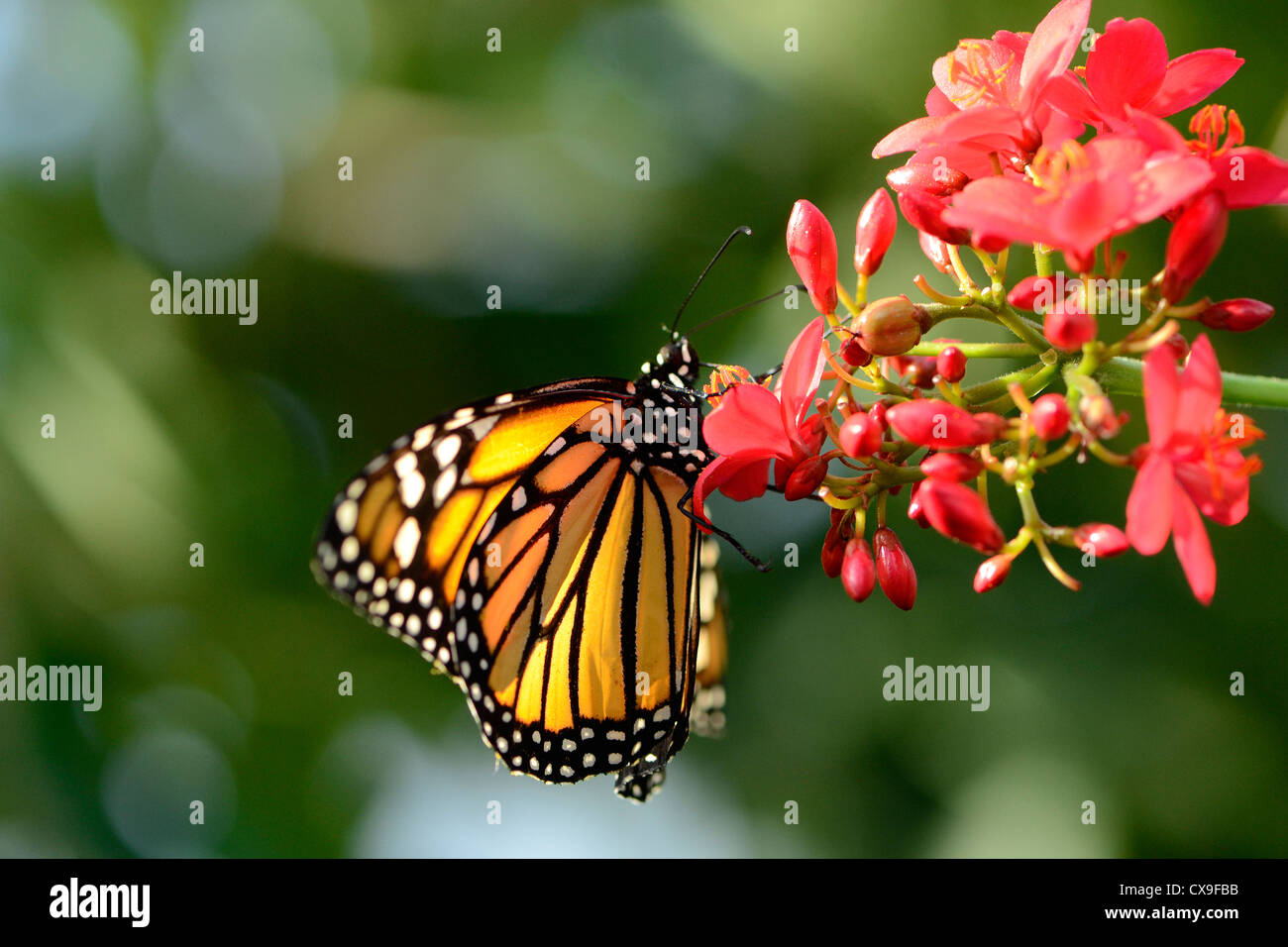 monarch butterfly on bright pink flowers Stock Photo