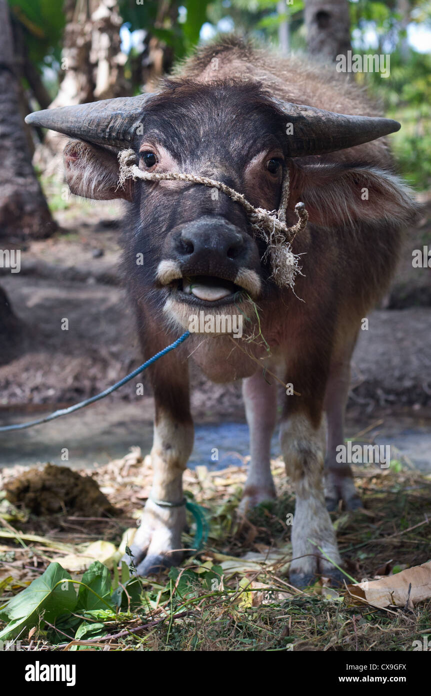 Young Domestic Water Buffalo, Bubalus bubalis, Baucau, East Timor Stock Photo