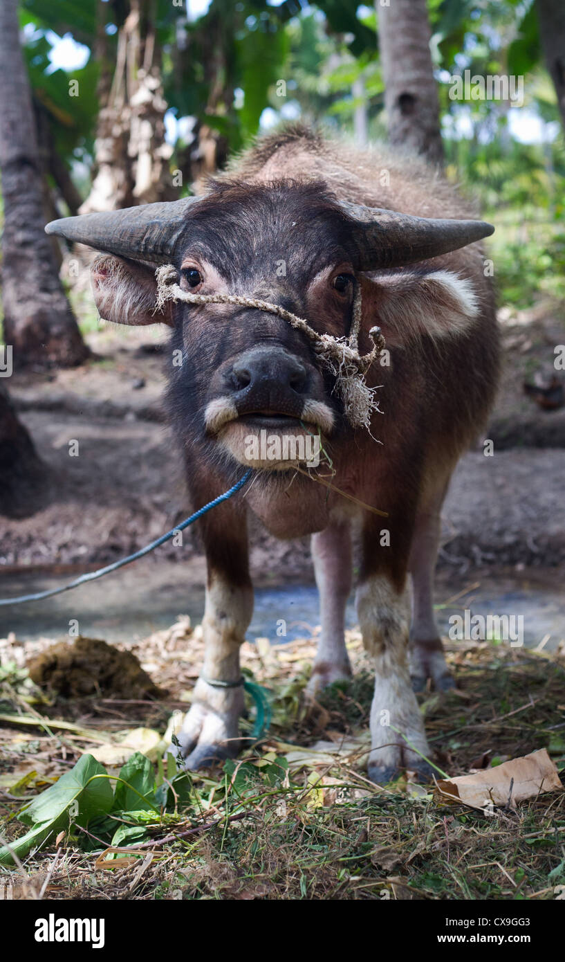 Young Domestic Water Buffalo, Bubalus bubalis, Baucau, East Timor Stock Photo