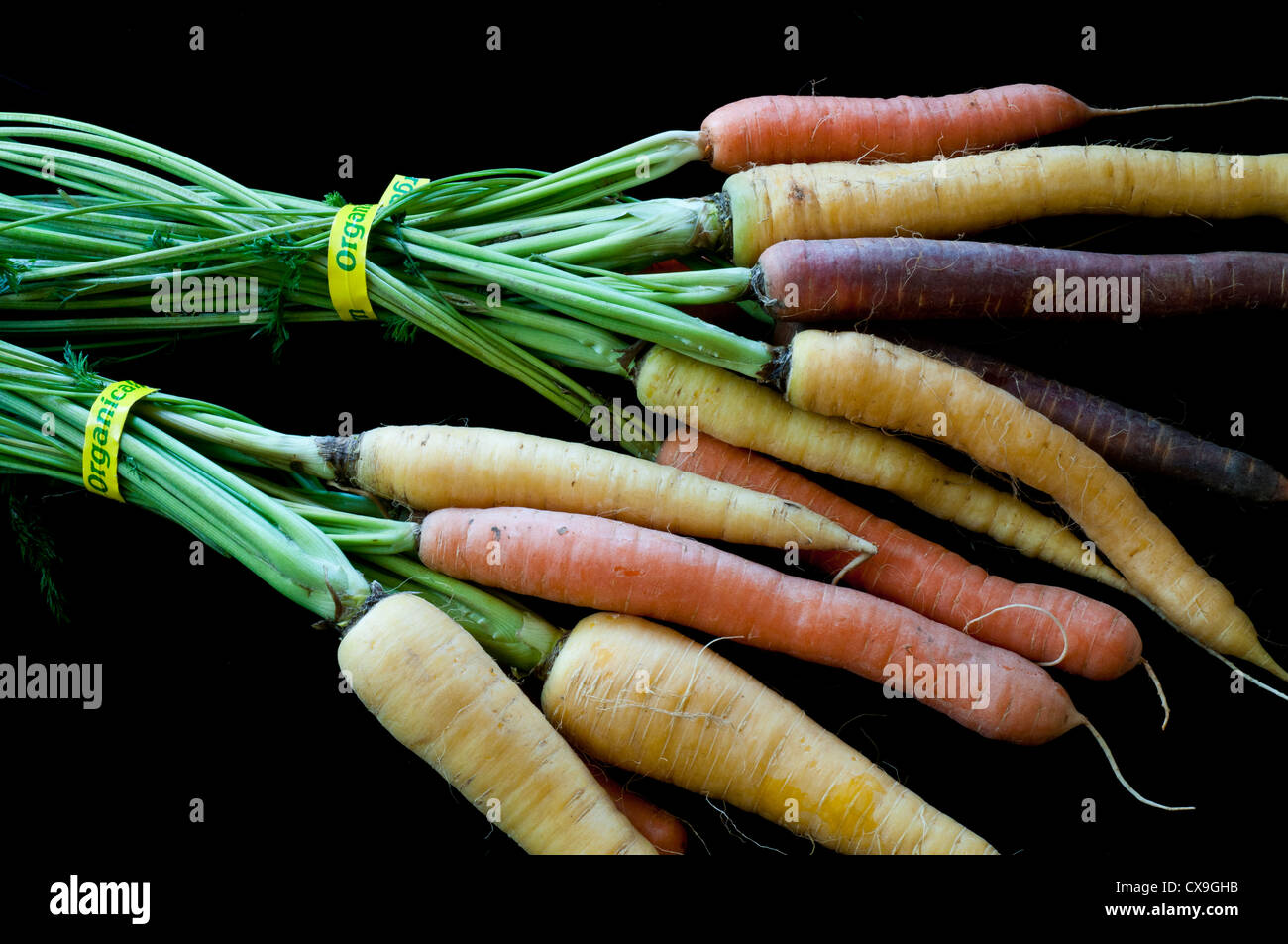 Two bunches of organic multi-colored carrots Stock Photo
