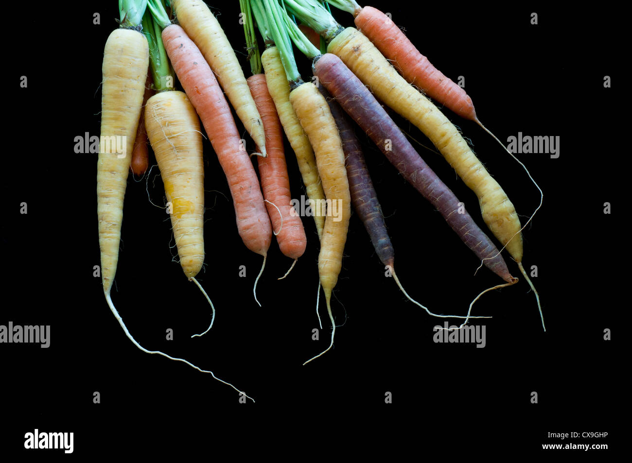 Bunch of organic multi-colored carrots Stock Photo