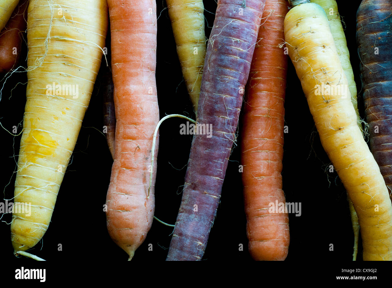 Bunch of organic multi-colored carrots Stock Photo