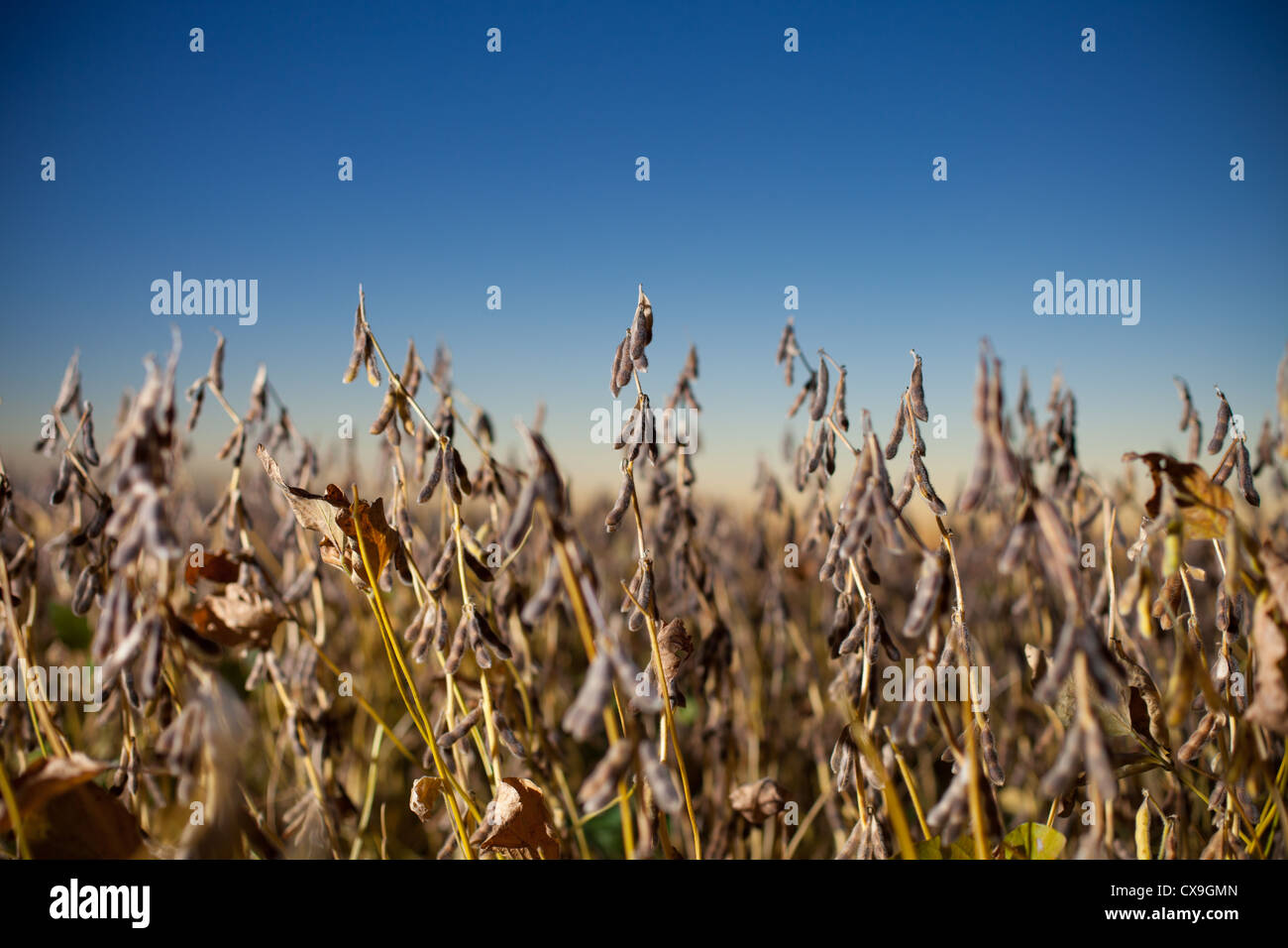 Soy plant field hi-res stock photography and images - Alamy