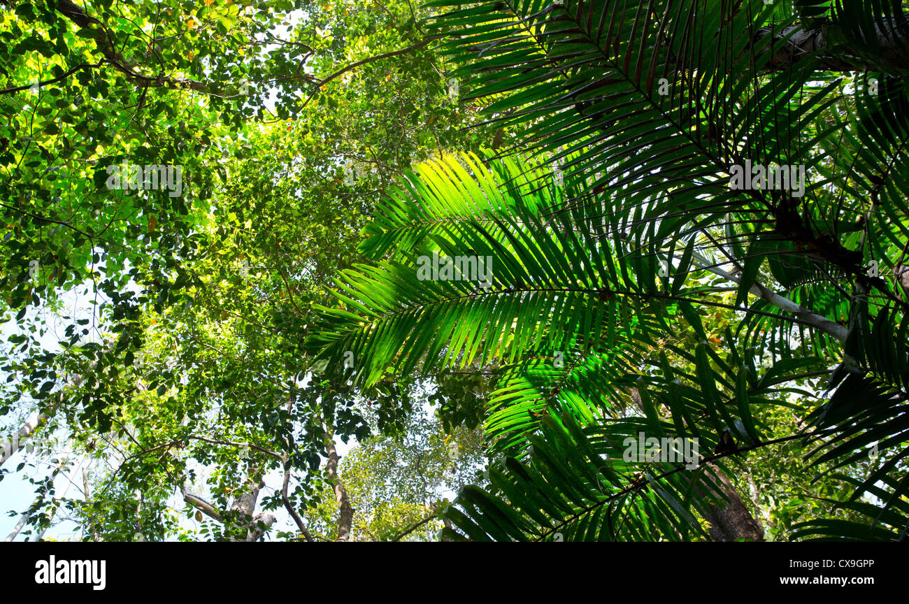 Palms and lush vegetation in tropical monsoon forest, Fogg Dam