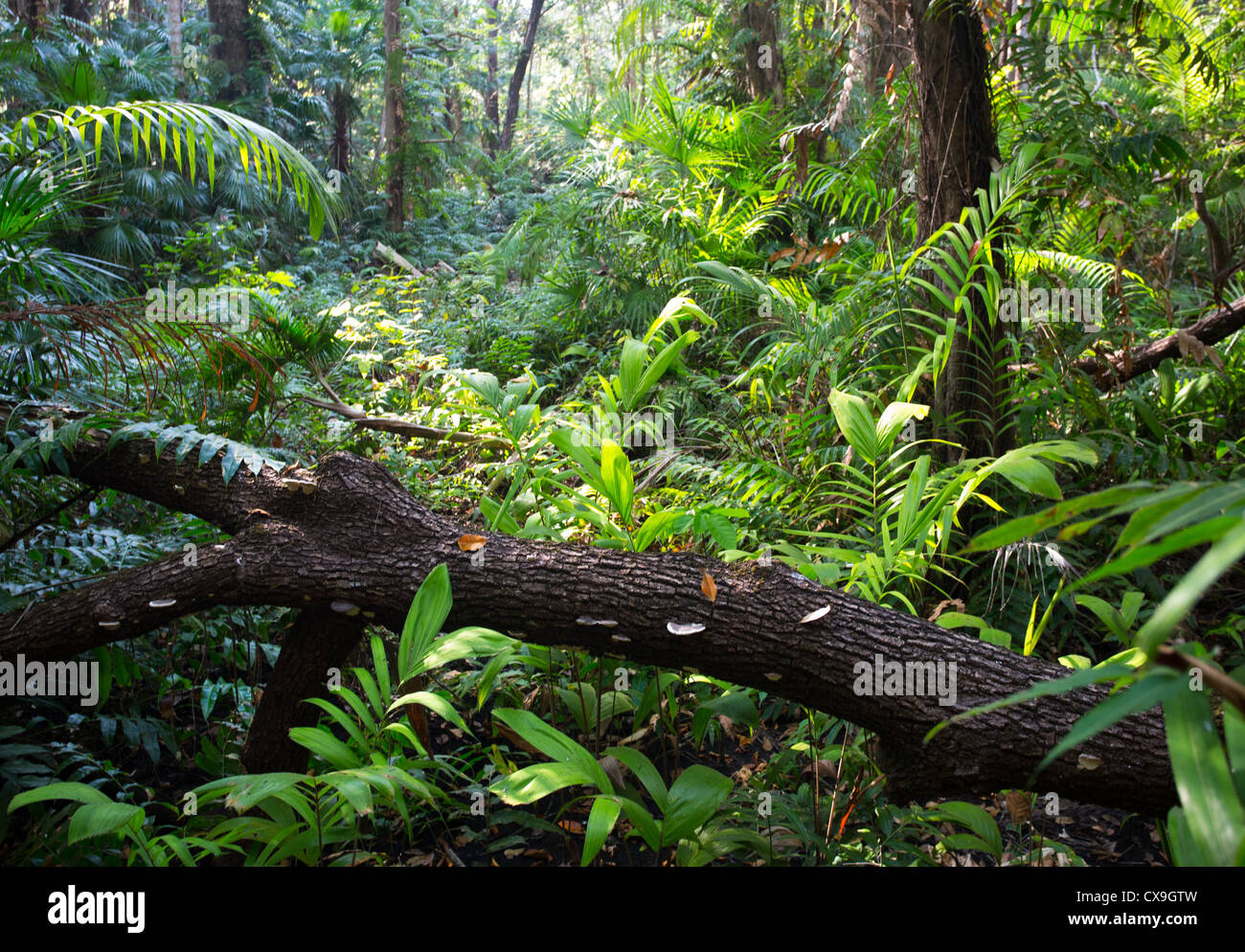 Which Forest Is Known As Monsoon Forest