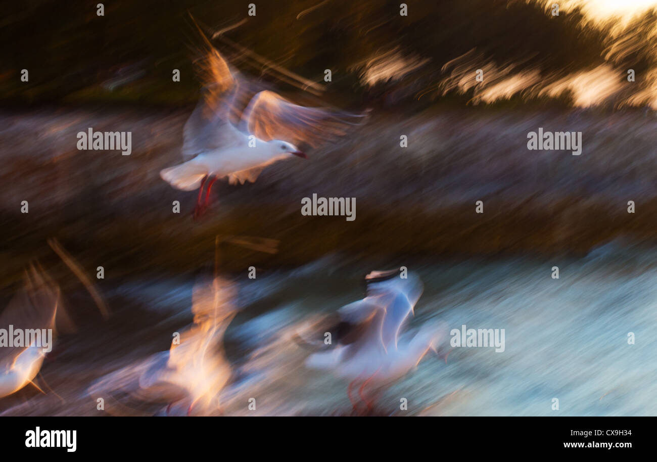 Silver Gulls (Chroicocephalus novaehollandiae) in flight, Darwin, Australia Stock Photo