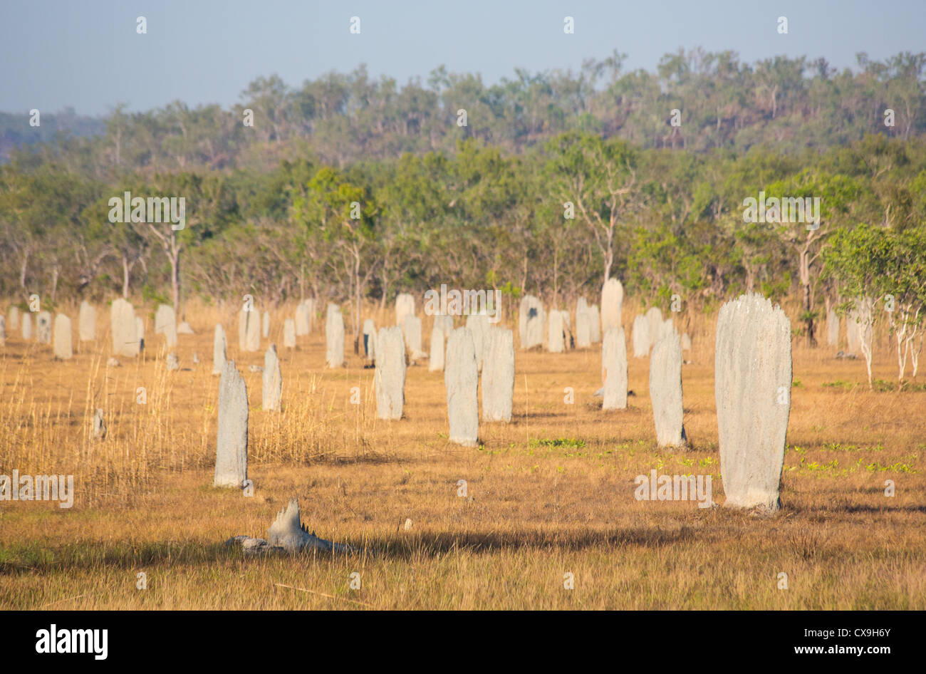 Magnetic termite mounds, Litchfield National Park, Northern Territory Stock  Photo - Alamy