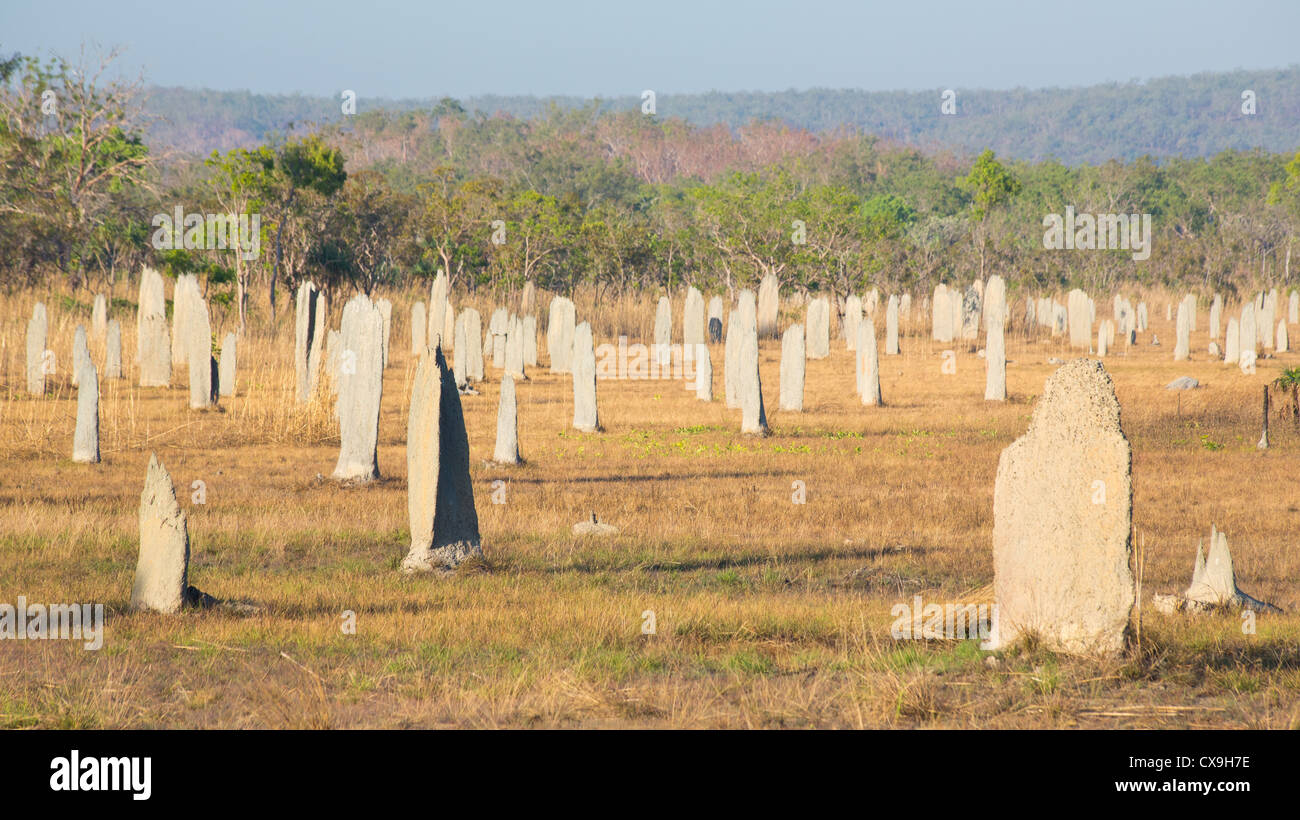 Magnetic termite mounds, Litchfield National Park, Northern Territory Stock Photo