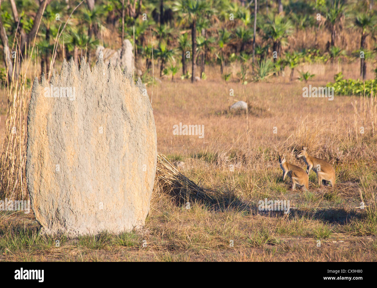 Red Necked Wallabies, Macropus rufogriseus, next to a magnetic termite mound, Litchfield National Park, Northern Territory Stock Photo