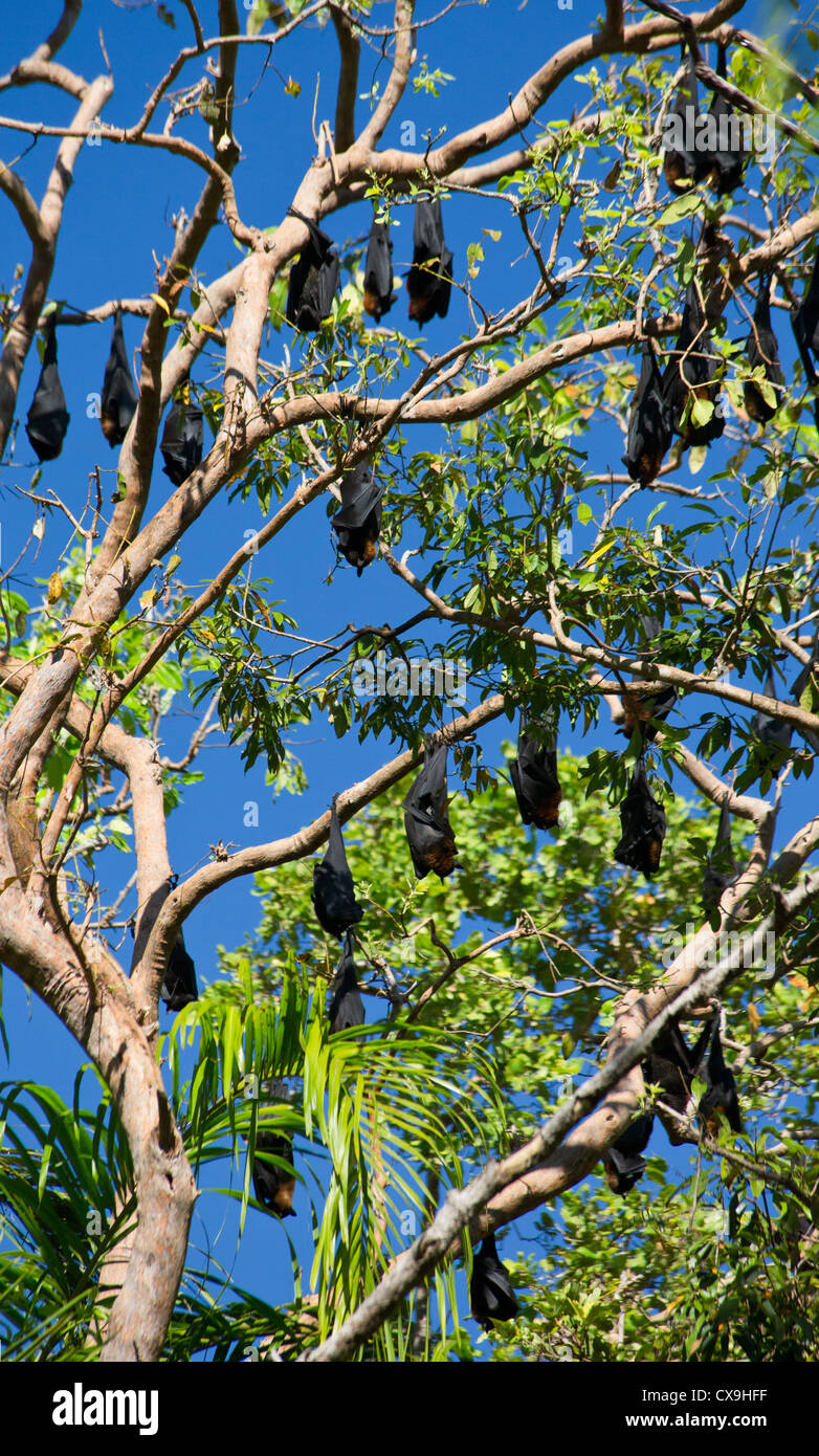 Little Red Flying Foxes, Pteropus scapulatus, roosting in a tree
