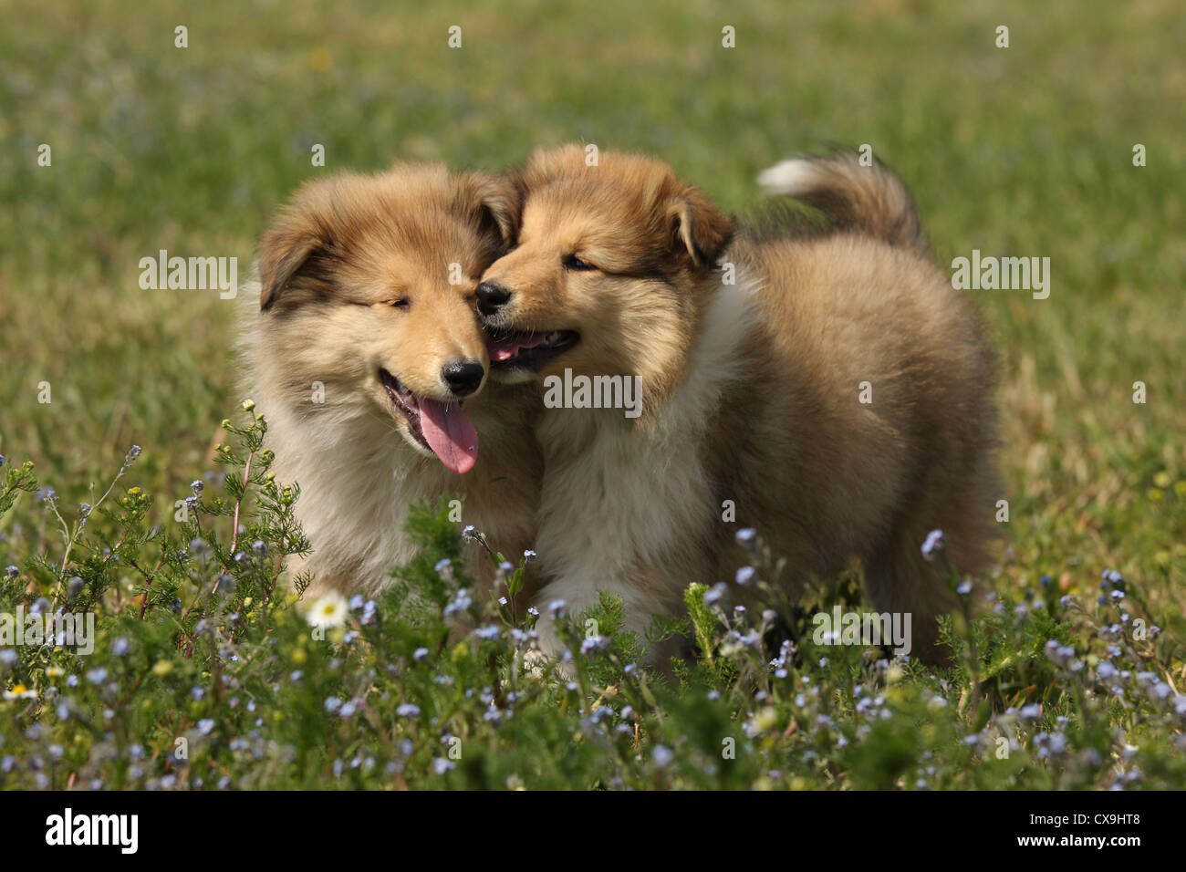 Longhaired Collie Puppies Stock Photo 50613368 Alamy