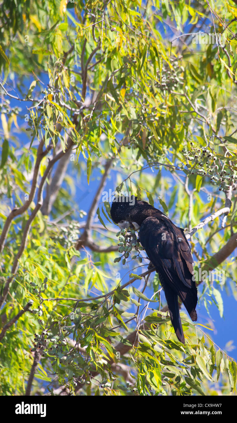Redtailed Black Cockatoo, Calyptorhynchus banksii, feeding on gumnuts