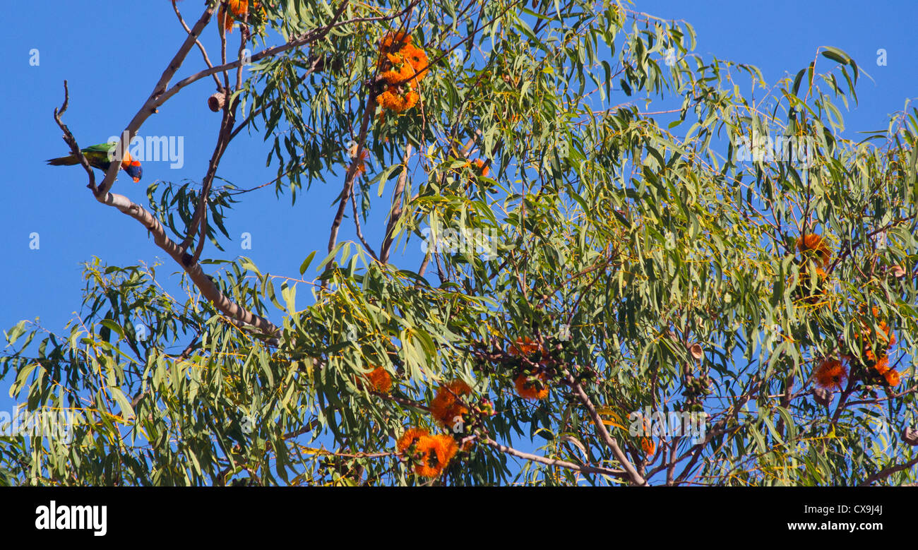 Bright orange Eucalyptus flowers, Eucalyptus miniata, Kakadu National Park, Northern Territory Stock Photo