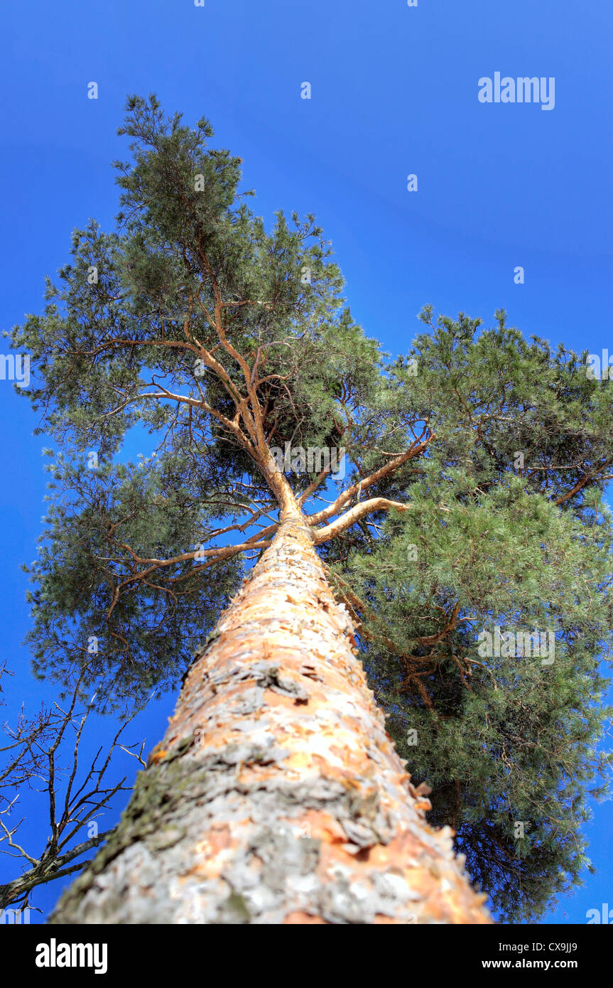 Pine tree, Veliky Novgorod, Novgorod region, Russia Stock Photo
