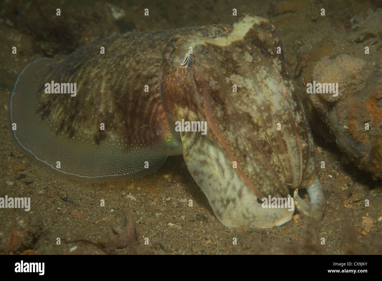 Common Cuttlefish Stock Photo