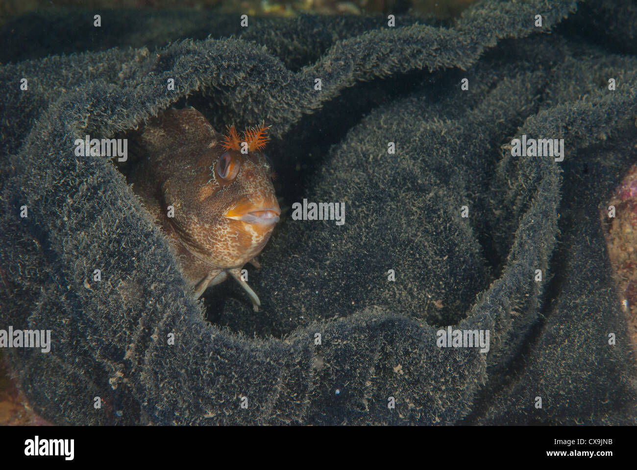 Tompot blenny makes itself at home in a discarded pair of underpants. Swanage Pier Stock Photo