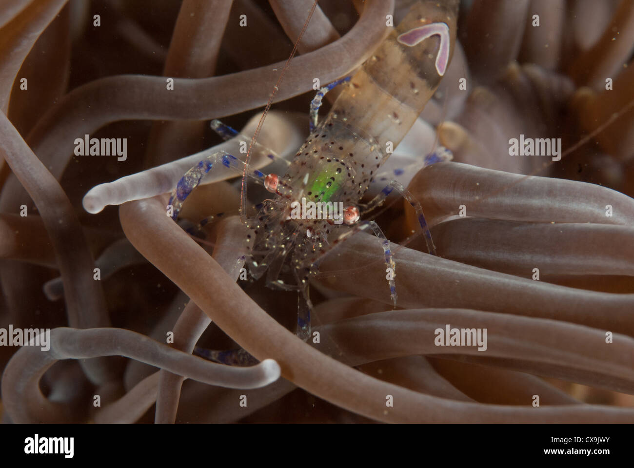 Anemone shrimp ( Periclimenes sagittifer) in Snakelocks anemone. Stock Photo