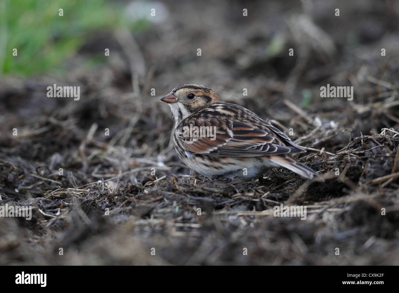 Lapland Bunting (Lapland Longspur) Calcarius lapponicus, Shetland Islands, Scotland, UK Stock Photo