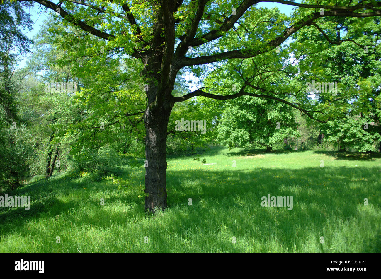 Nature of berlin hi-res stock photography and images - Alamy