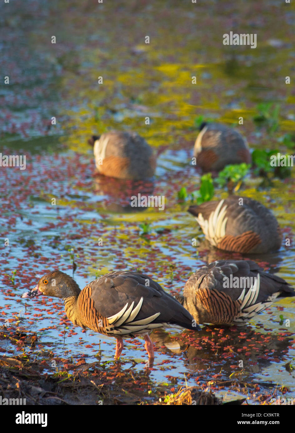 Flock of Plumed Whistling Ducks, Dendrocygna eytoni, Kakadu National Park, Australia Stock Photo