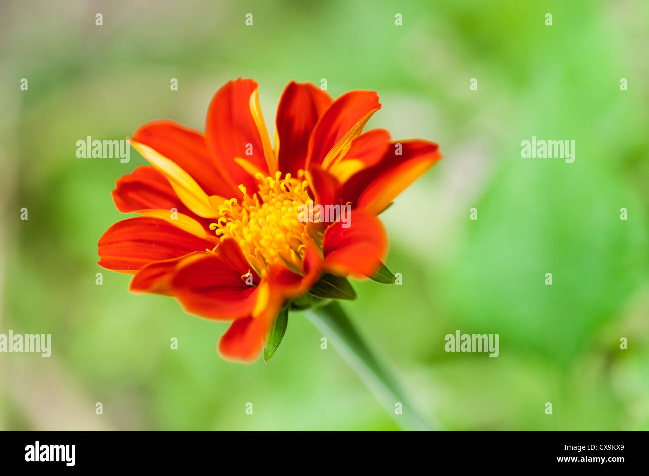 Red flower unfocus on blur green background Stock Photo