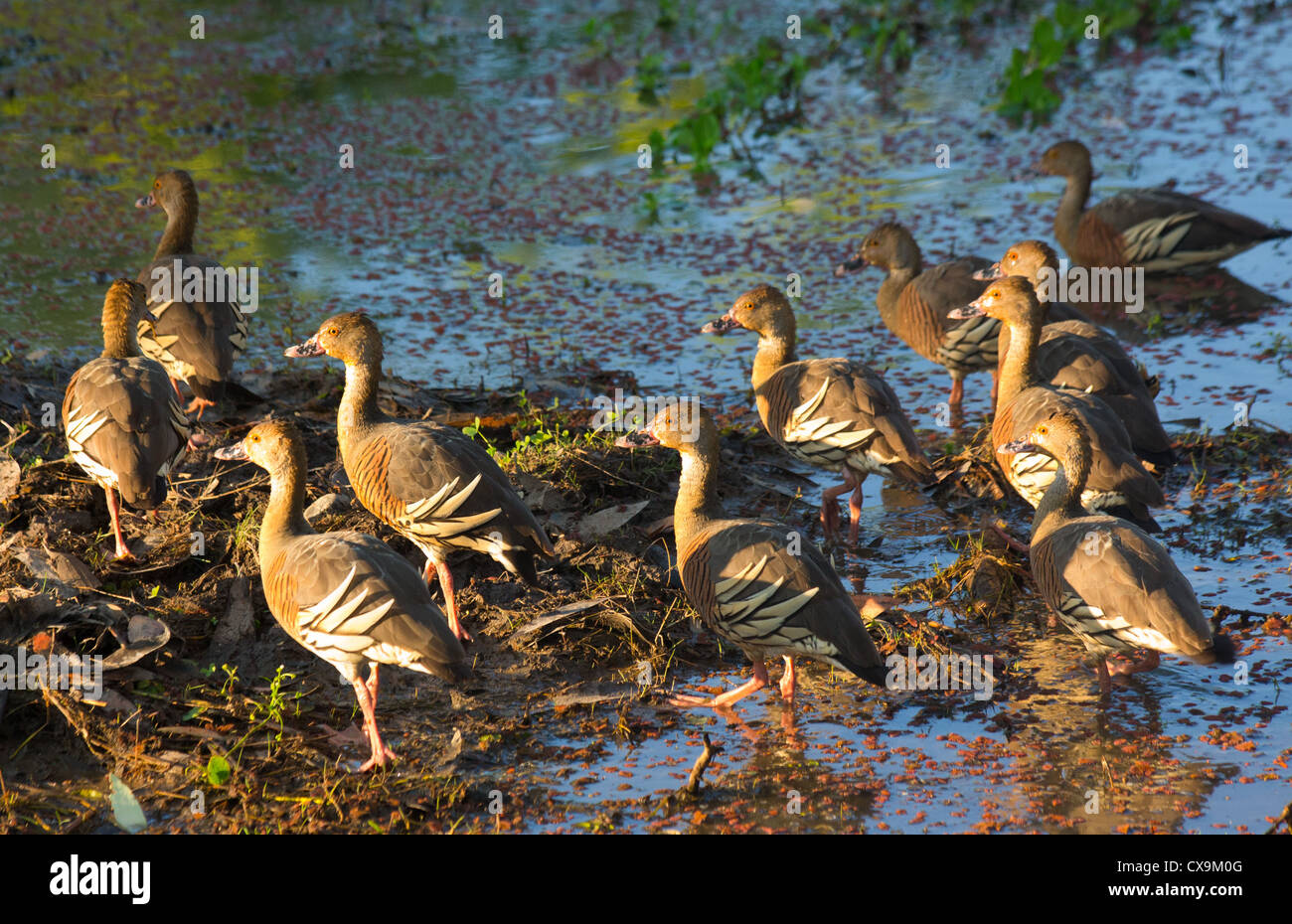 Flock of Plumed Whistling Ducks, Dendrocygna eytoni, Kakadu National Park, Australia Stock Photo