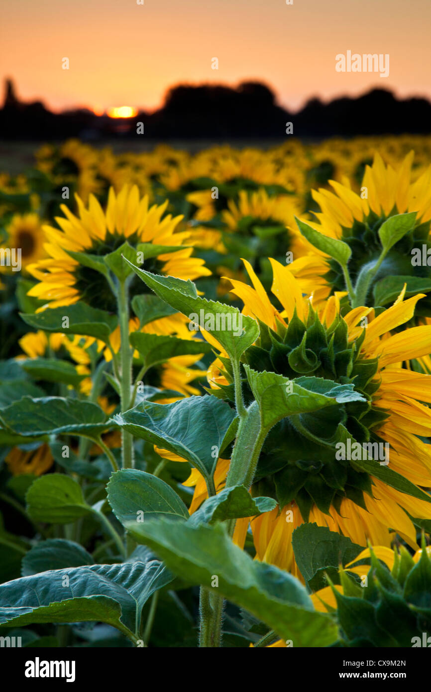 Field of Sunflowers Look Towards Rising Sun Stock Photo - Alamy