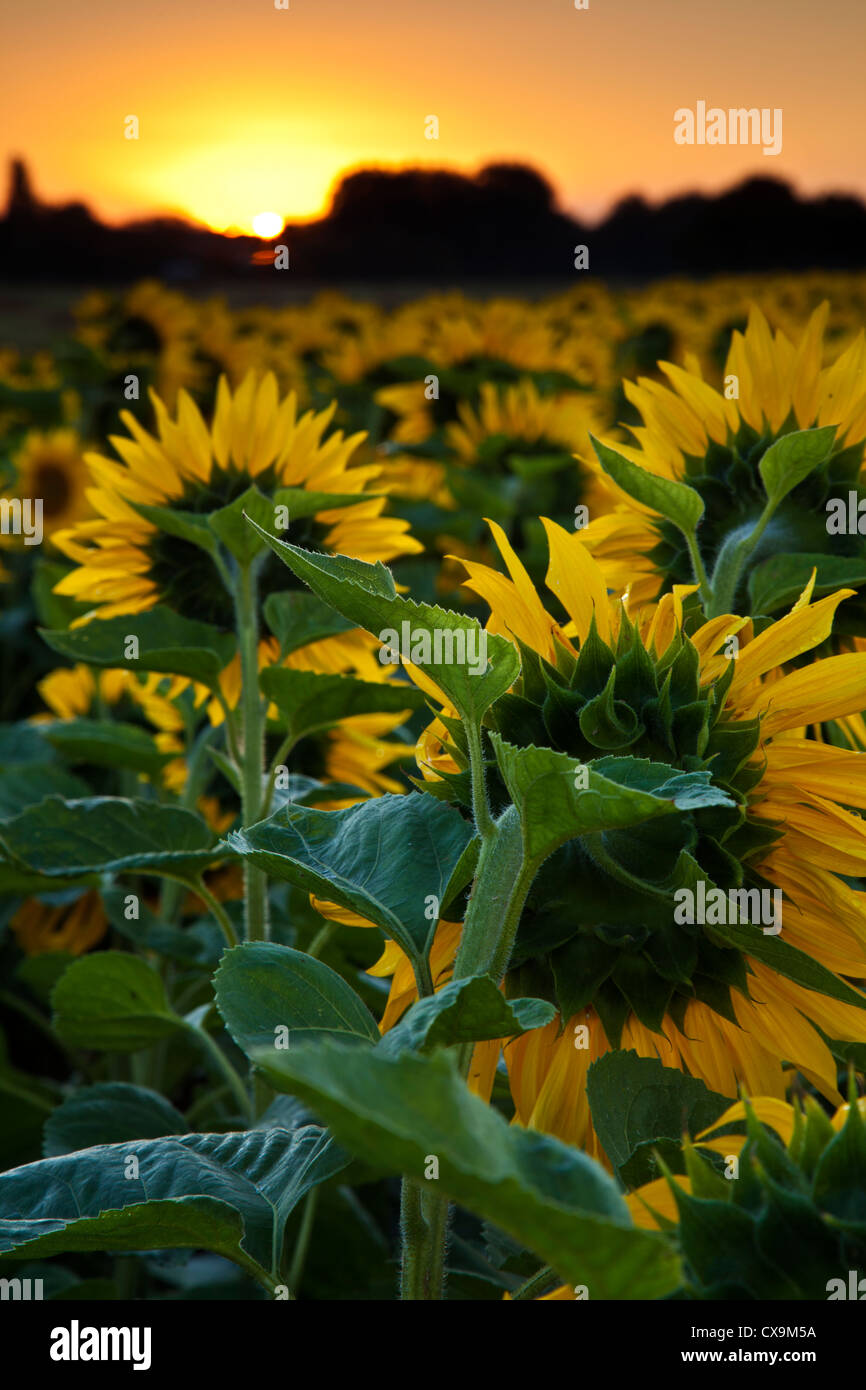 Sunflower Rising Sun Field of Sunflowers Greets Rising Sun Stock Photo - Alamy