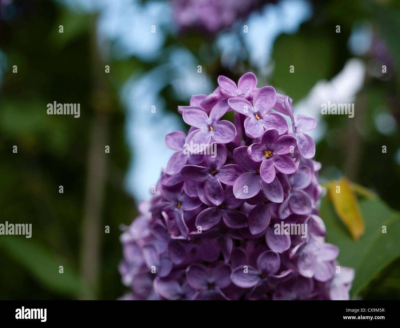 Flowering pink lilac (Syringa vulgaris) Stock Photo