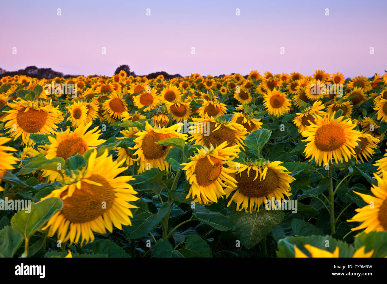 Large Field of Sunflowers in Bloom at Sunrise Stock Photo - Alamy