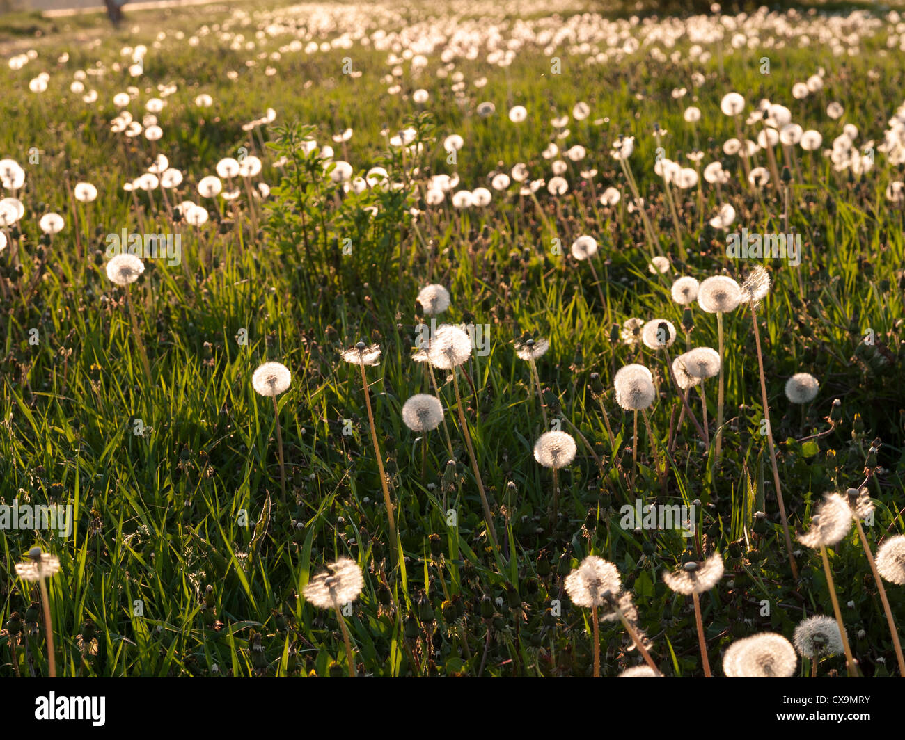 Taraxacum officinale seed hi-res stock photography and images - Alamy