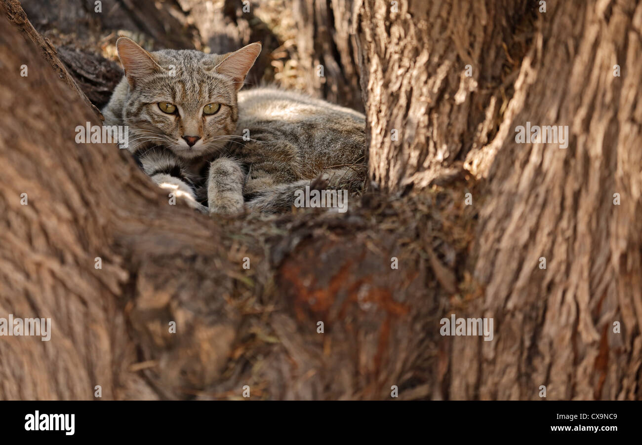Portrait of an African wild cat (Felis silvestris lybica), Kalahari desert, South Africa Stock Photo