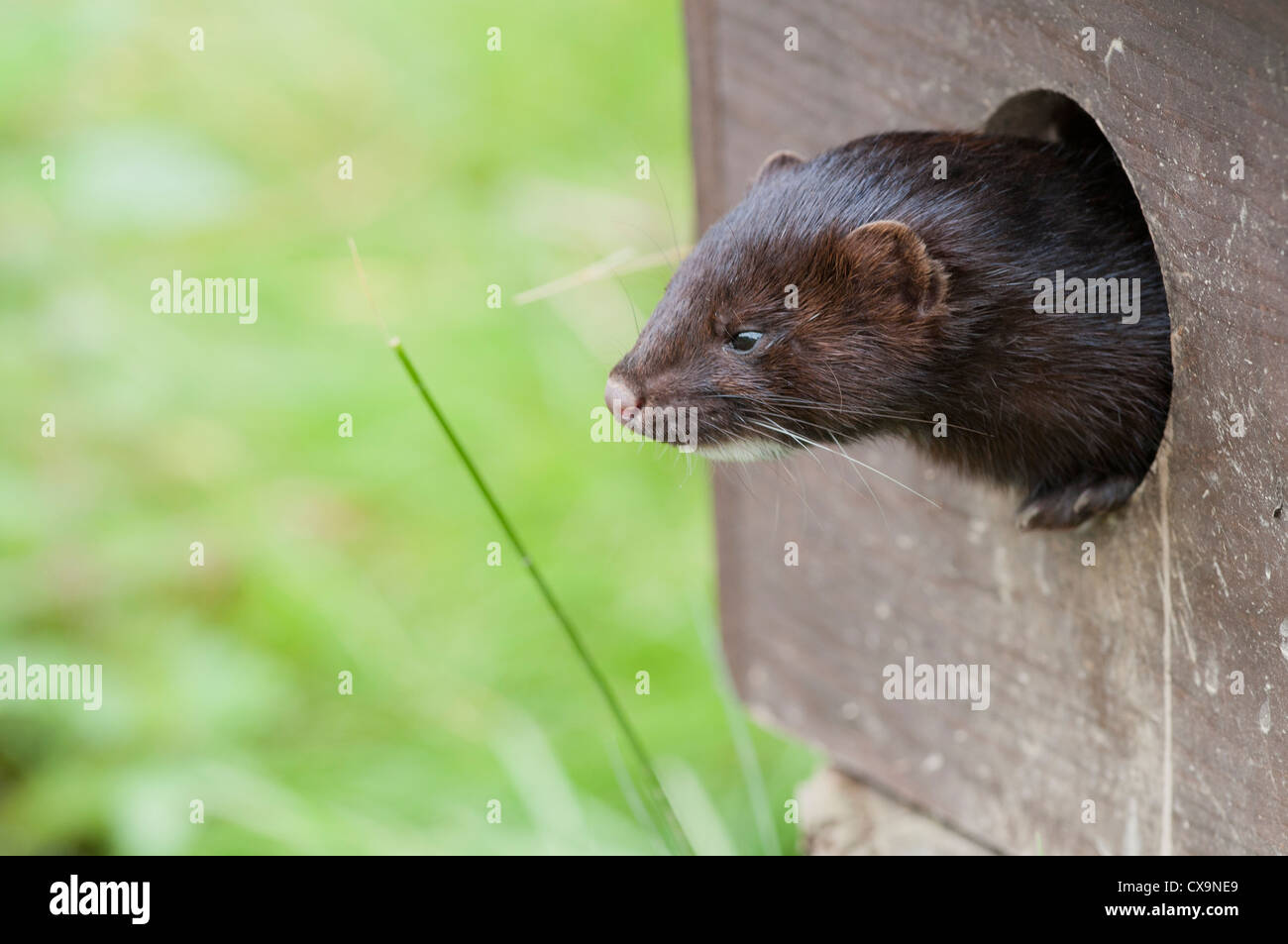 American mink (Mustela vison) Stock Photo