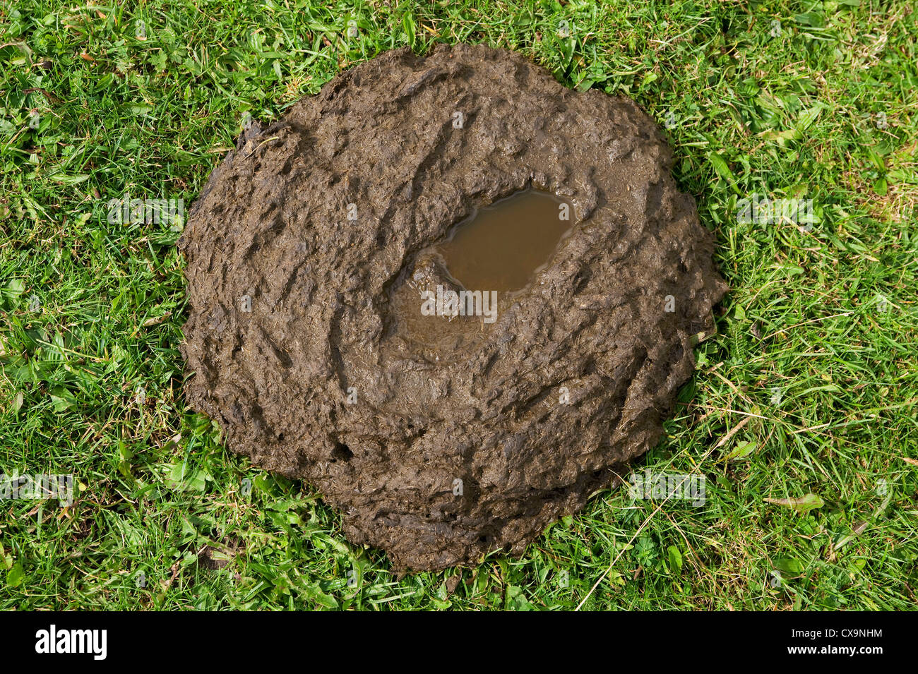 boot print in cow pat, derbyshire, england Stock Photo