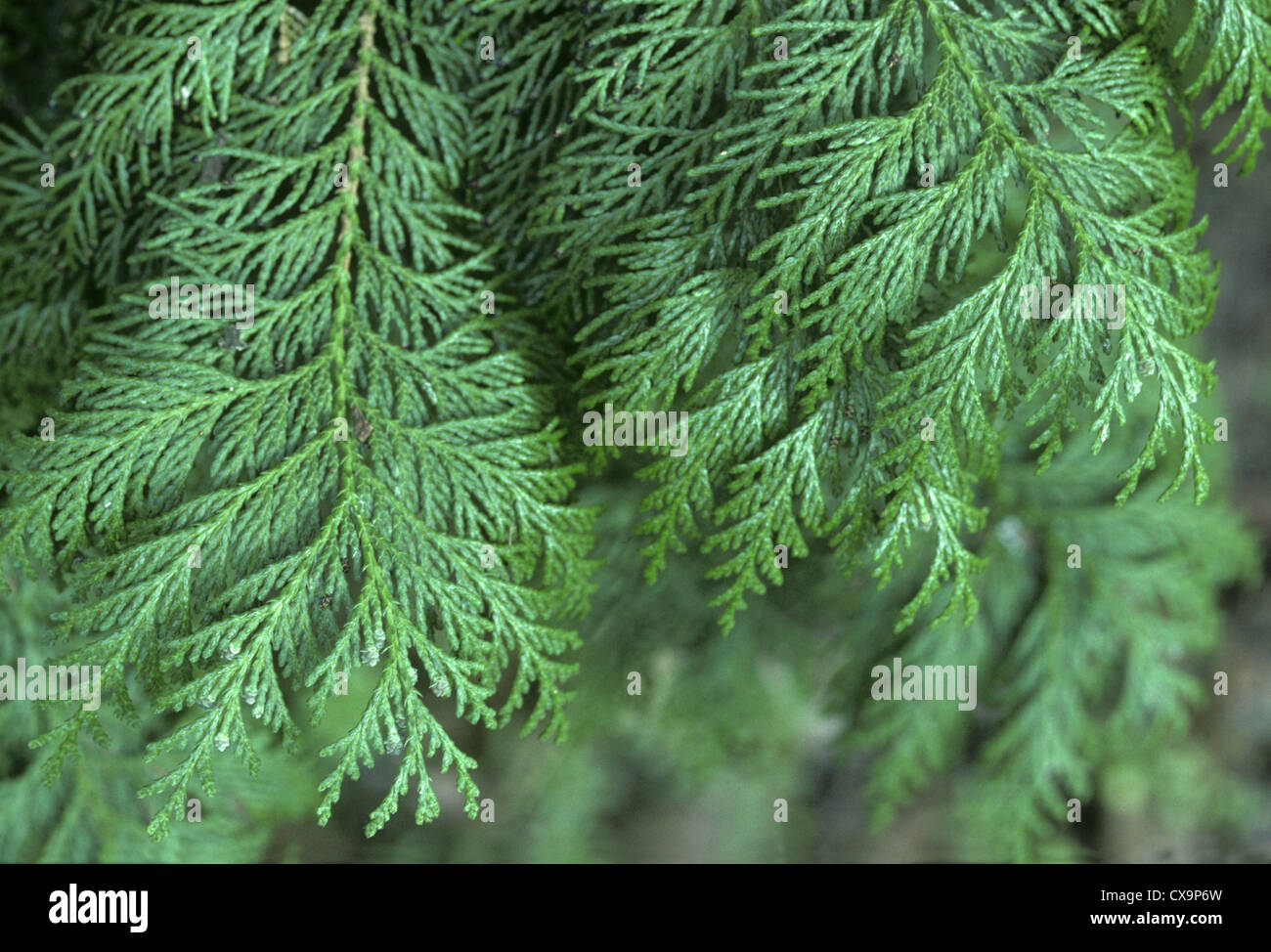Sawara Cypress Chamaecyparis pisifera (Cupressaceae) Stock Photo