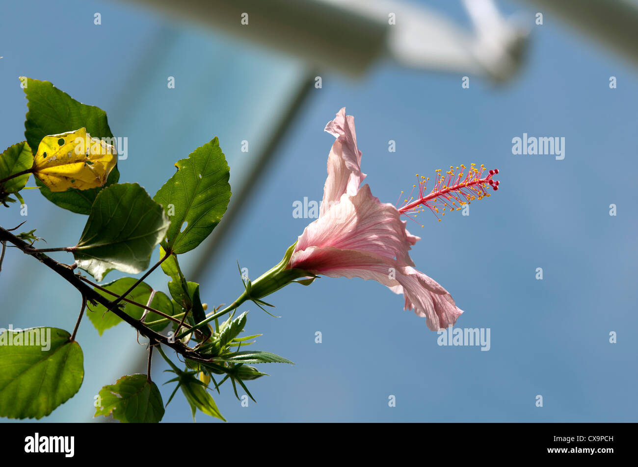 Hibiscus rosa sinensis uk hi-res stock photography and images - Alamy