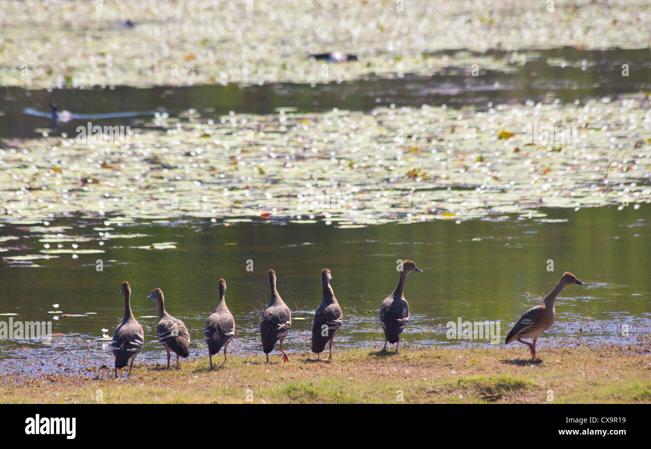 Plumed Whistling Ducks, Dendrocygna eytoni, Kakadu National Park, Australia Stock Photo