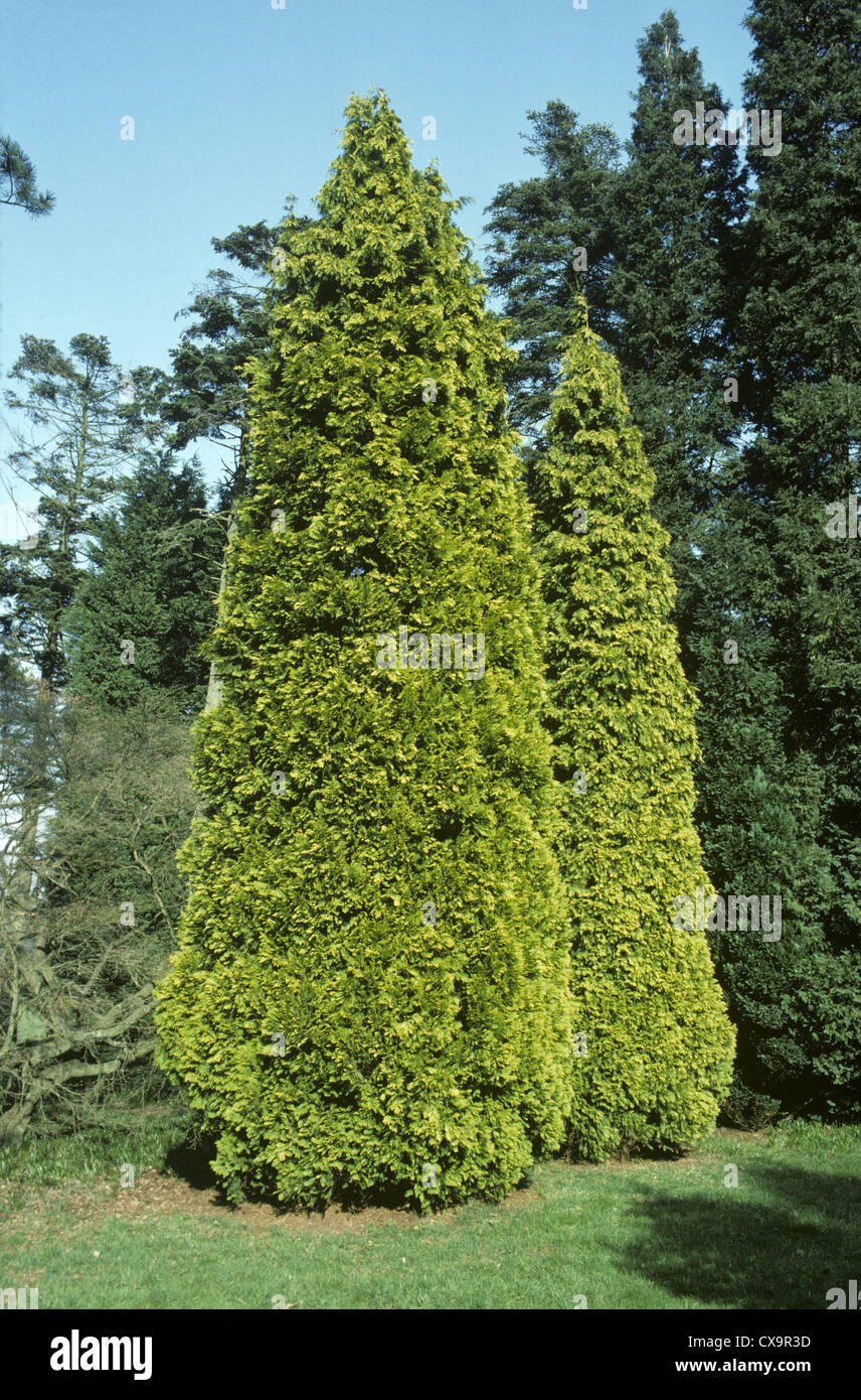 Lawson’s Cypress Chamaecyparis lawsoniana Cupressaceae Stock Photo