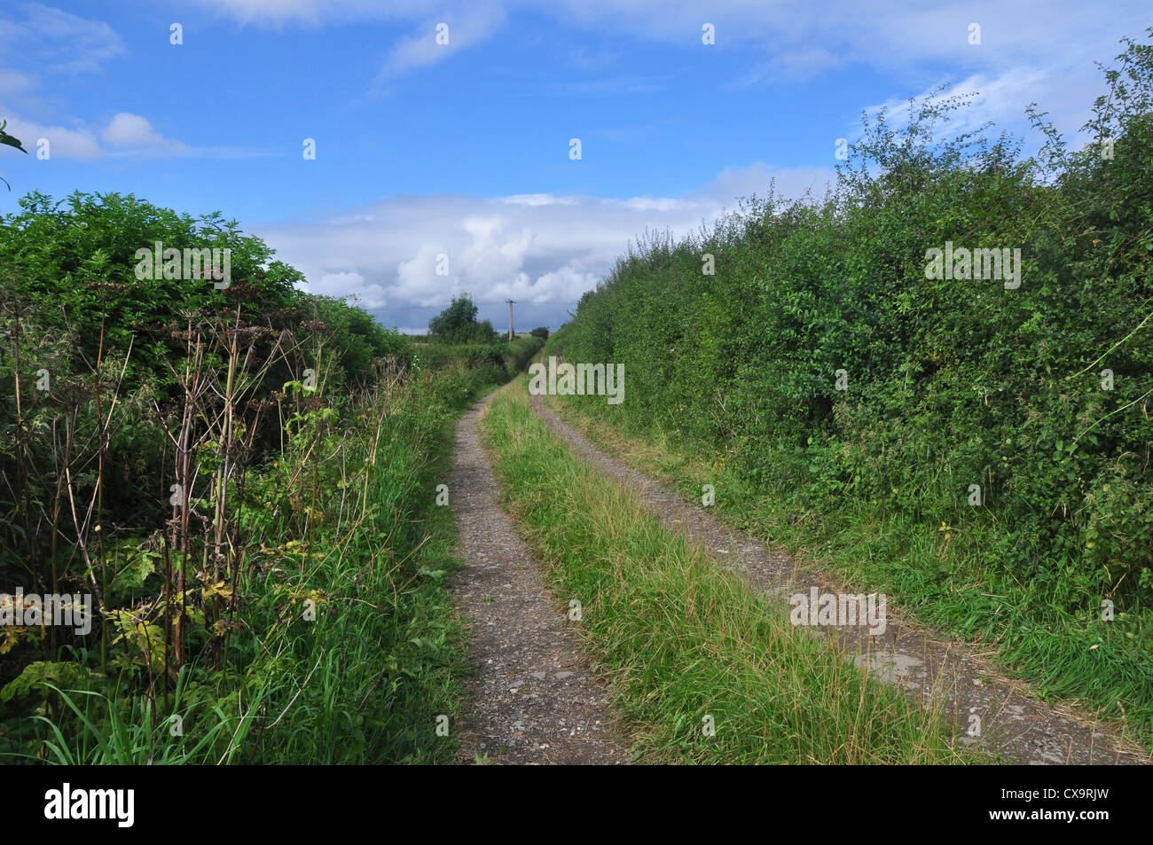 The Ackling Dyke (Roman road) near Gussage All Saints, Dorset, UK Stock