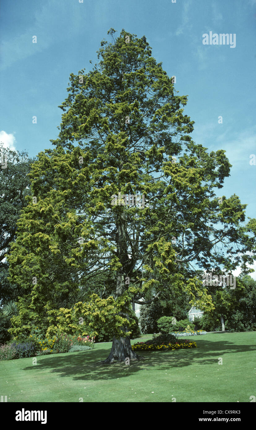 Hinoki Cypress Chamaecyparis obtusa (Cupressaceae) Stock Photo