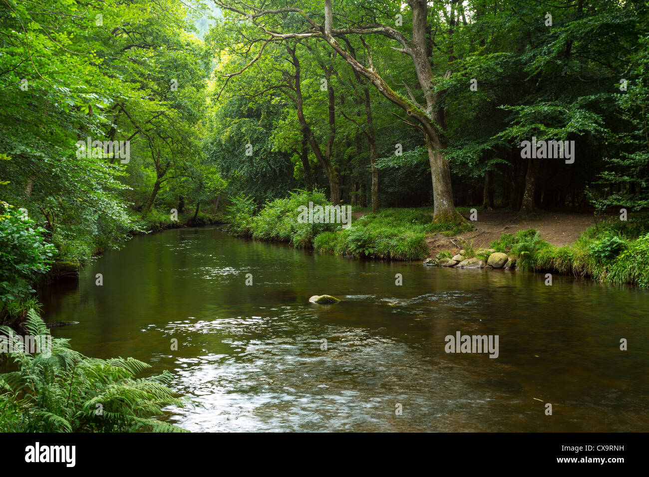 River Teign at Fingle Bridge Devon Stock Photo - Alamy