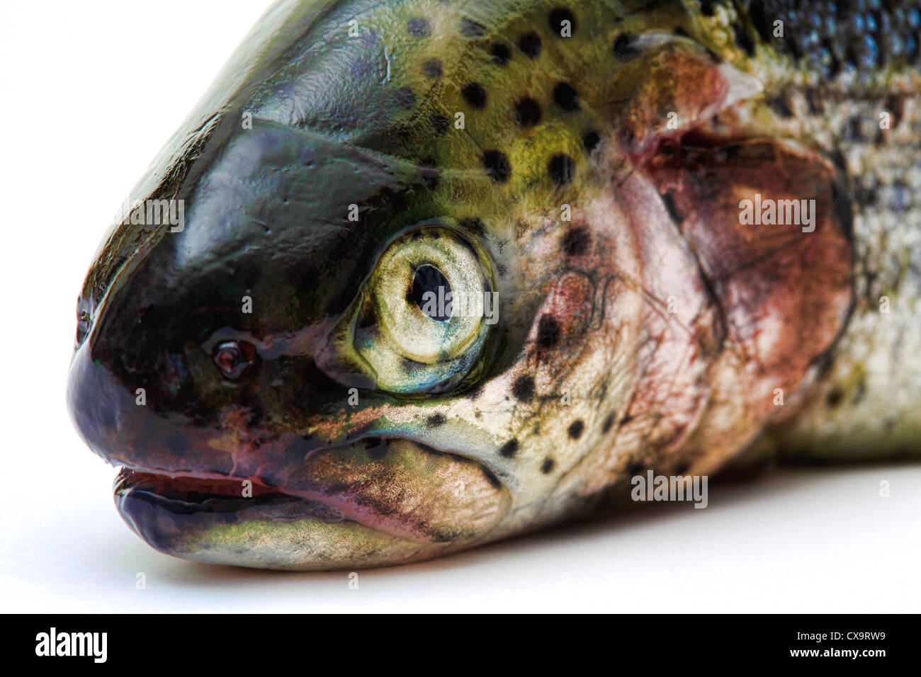 Sea fish on a white background, face details Stock Photo