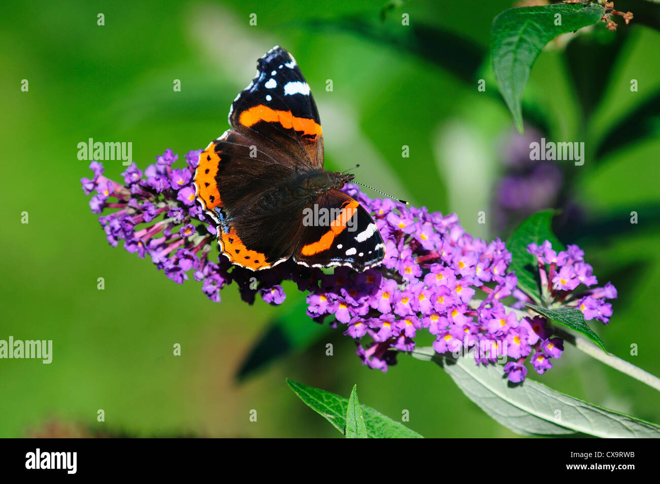 A red admiral butterfly on a buddleia flower UK Stock Photo Alamy