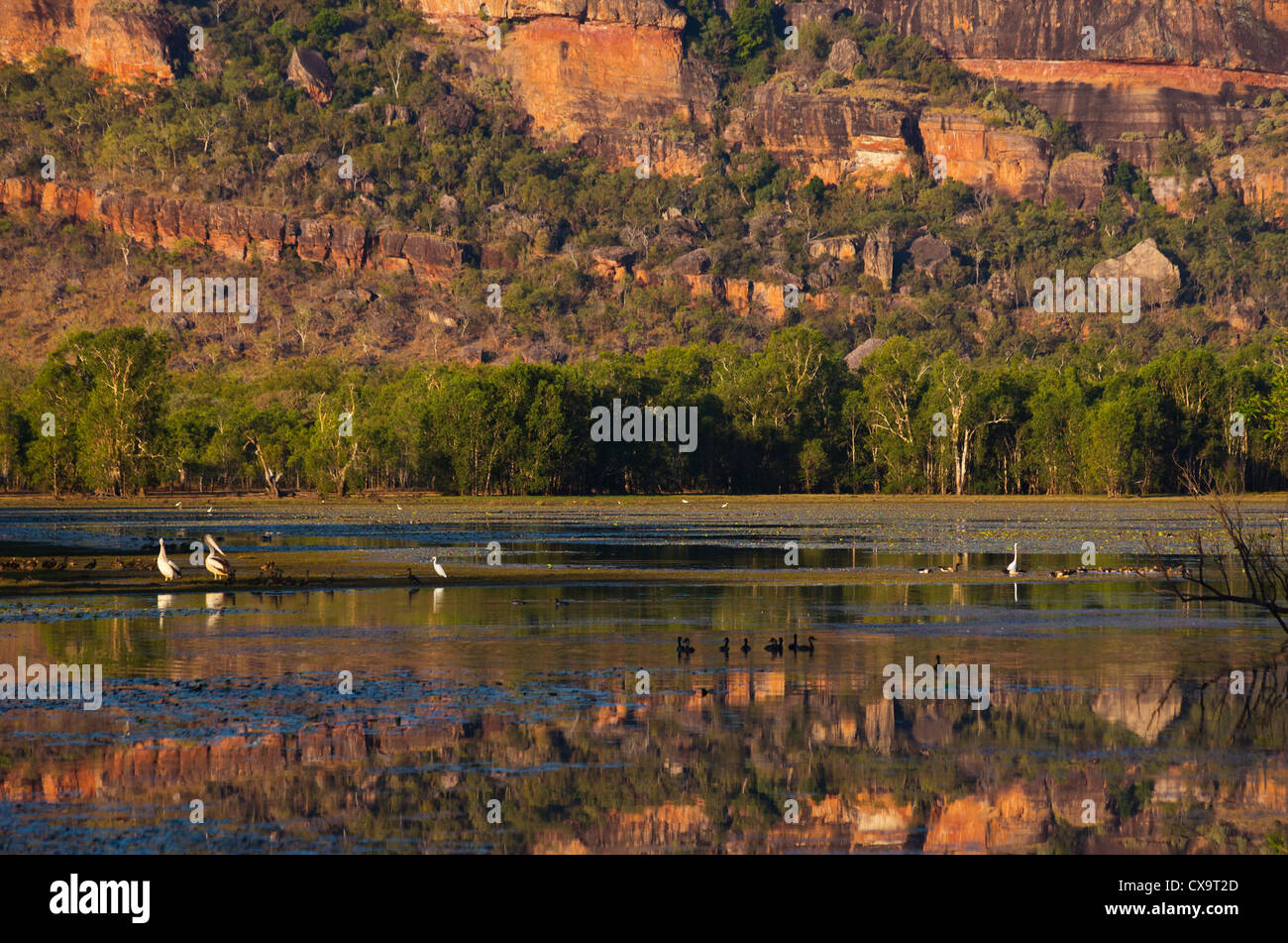 Australian Pelicans, Pelecanus conspicillatus, Anbangbang Billabong, Kakadu National Park, Northern Territory Stock Photo